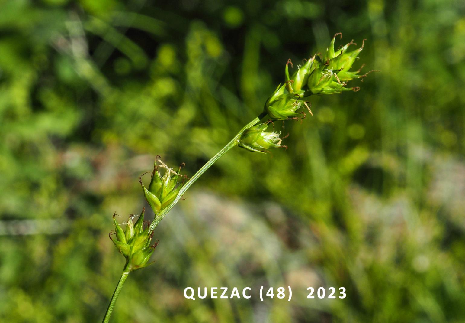 Sedge, Large-fruited Prickly